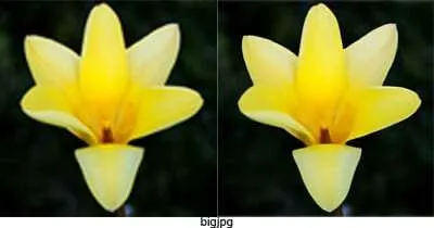 5 Situs Terbaik untuk Memperbesar Resolusi Foto Tanpa Pecah 4 bigjpg 5 Situs Terbaik untuk Memperbesar Resolusi Foto Tanpa Pecah 4 bigjpg