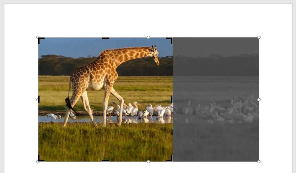 Cara Gampang Memotong/Crop Gambar di Microsoft Word 6 crop picture Cara Gampang Memotong/Crop Gambar di Microsoft Word 6 crop picture